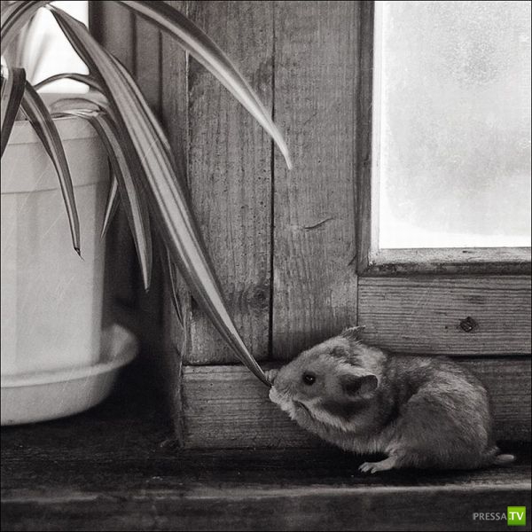 ��� �������� �������� (34 ����)