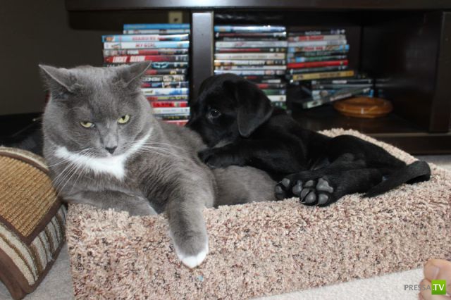 ��� �������� �������� (34 ����)