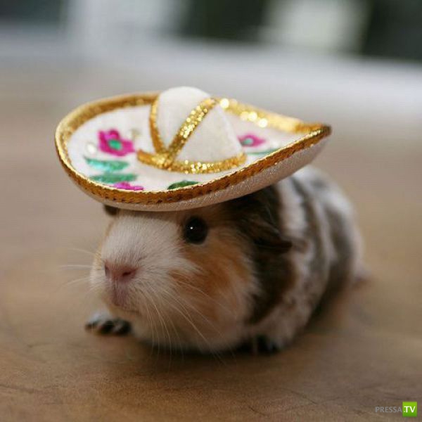 ��� �������� �������� (34 ����)