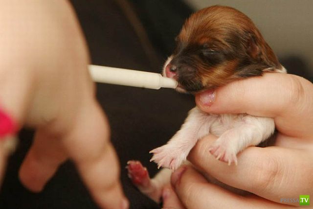 ��� �������� �������� (34 ����)