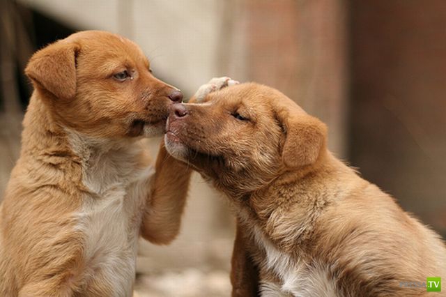 ��� �������� �������� (34 ����)