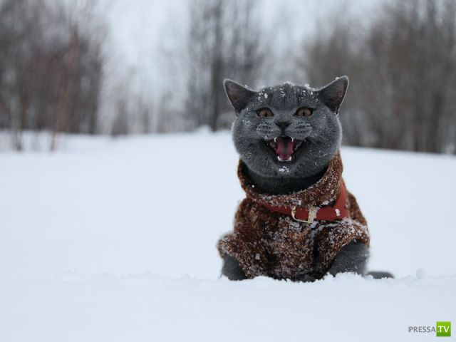 ��� �������� �������� (34 ����)