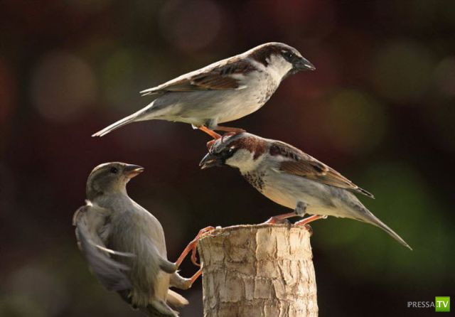 ��� �������� �������� (34 ����)