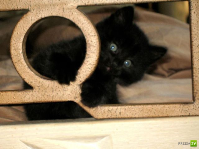 ��� �������� �������� (34 ����)