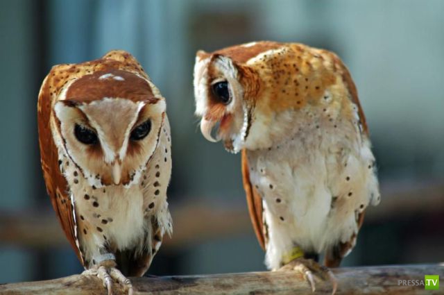 ��� �������� �������� (34 ����)