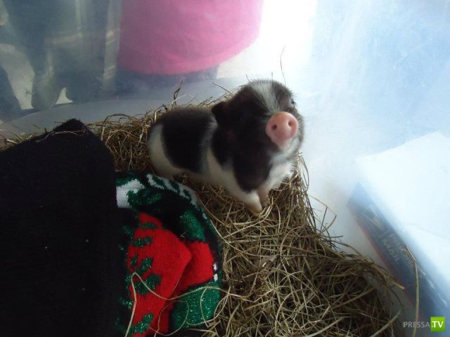 ��� �������� �������� (34 ����)