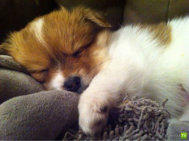 ��� �������� �������� (34 ����)