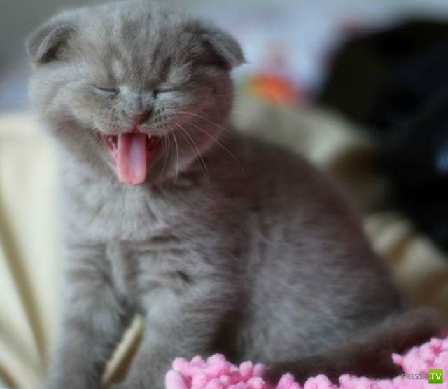 ��� �������� �������� (34 ����)