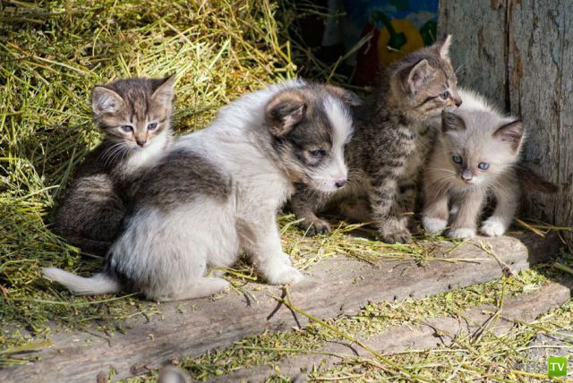 ��� �������� �������� (34 ����)