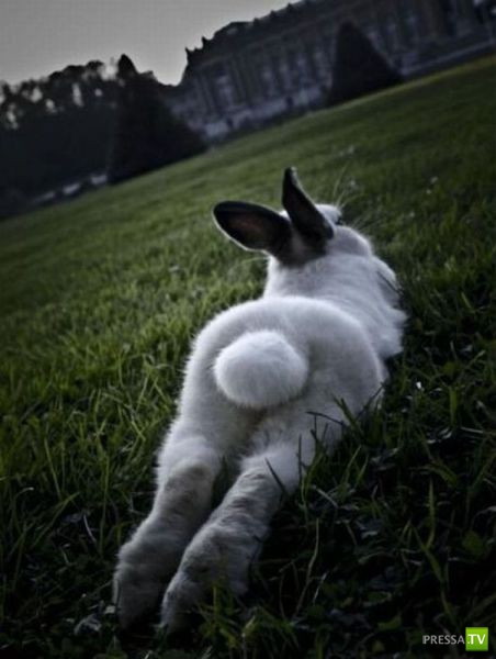 ��� �������� �������� (34 ����)