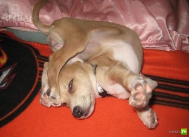 ��� �������� �������� (34 ����)