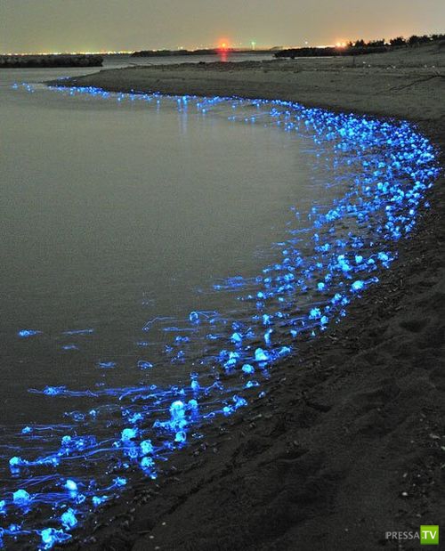 Светящиеся медузы (5 фото)