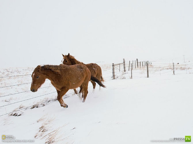    2012  National Geographic ... (31 )