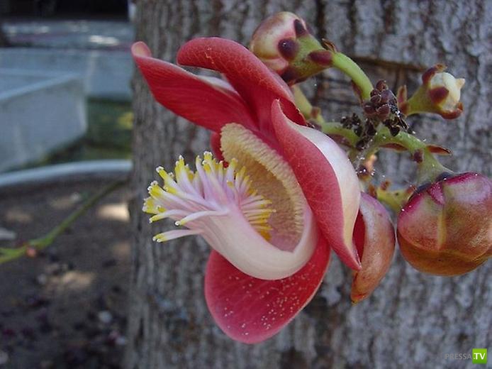 Couroupita guianensis -   (8 )