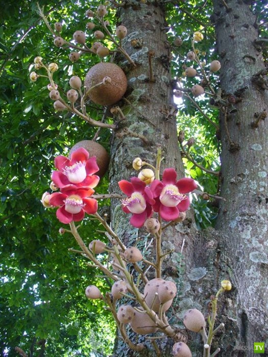 Couroupita guianensis -   (8 )