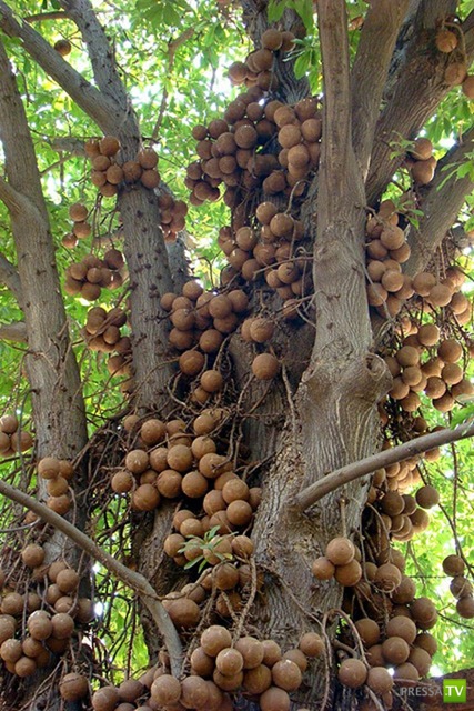 Couroupita guianensis -   (8 )