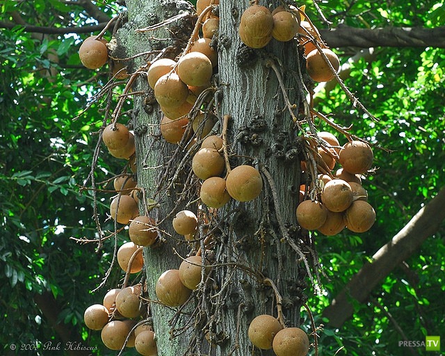 Couroupita guianensis -   (8 )