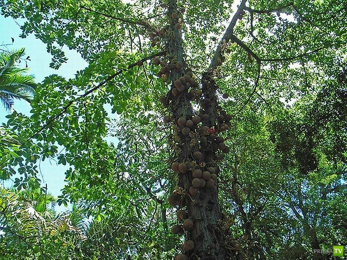 Couroupita guianensis -   (8 )