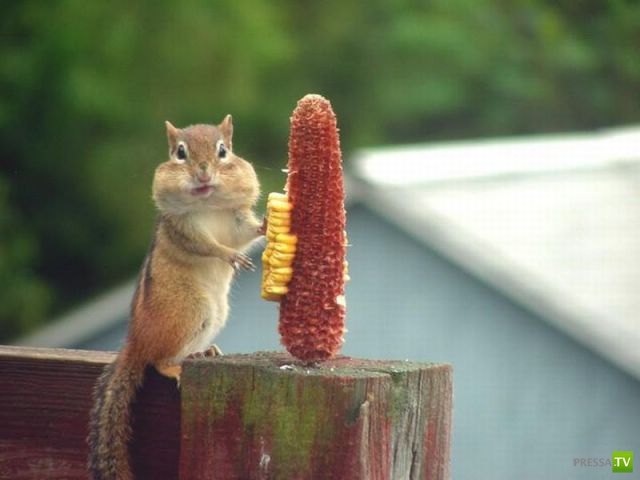 ��� �������� �������� (33 ����)