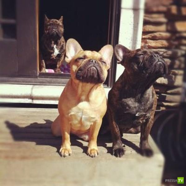 ��� �������� �������� (33 ����)