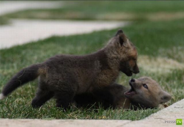 ��� �������� �������� (33 ����)