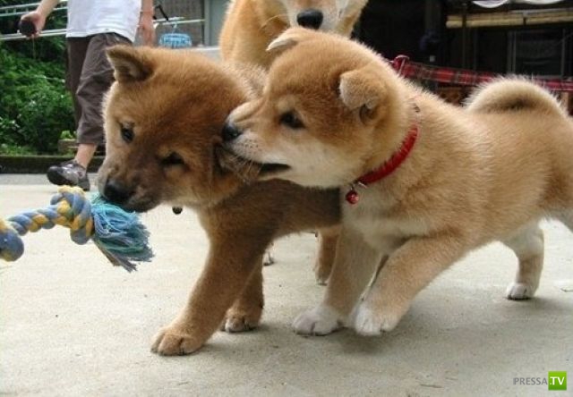 ��� �������� �������� (33 ����)