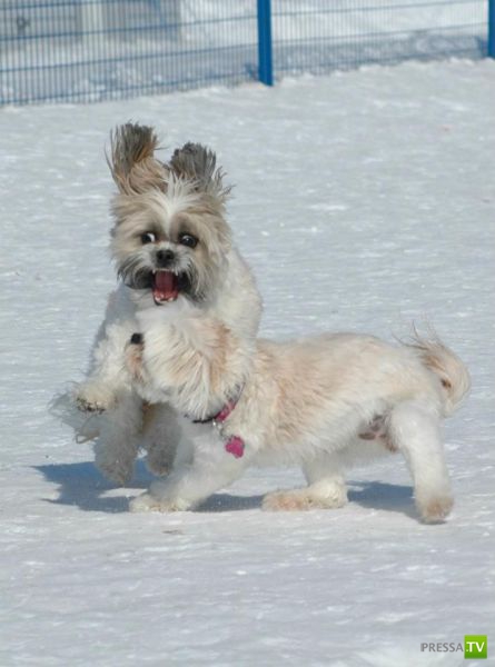 ��� �������� �������� (33 ����)