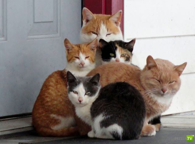 ��� �������� �������� (33 ����)