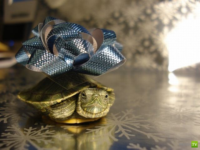 ��� �������� �������� (33 ����)