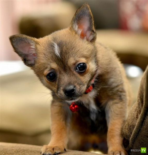 ��� �������� �������� (33 ����)