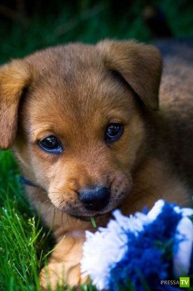 ��� �������� �������� (33 ����)