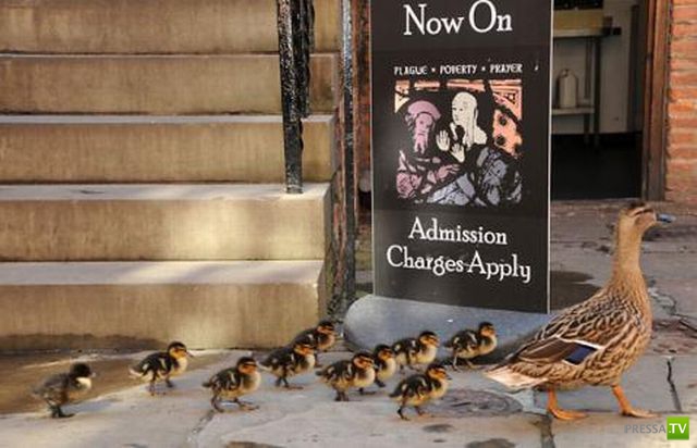 ��� �������� �������� (33 ����)