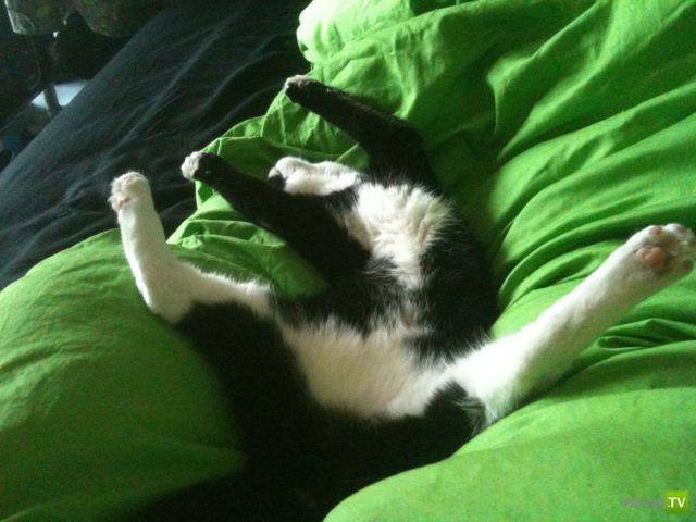 ��� �������� �������� (33 ����)