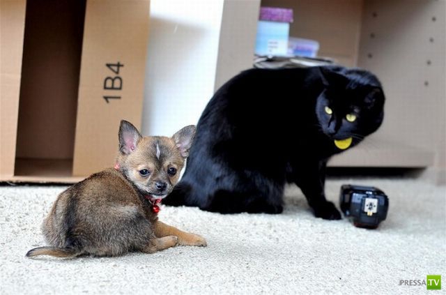 ��� �������� �������� (33 ����)