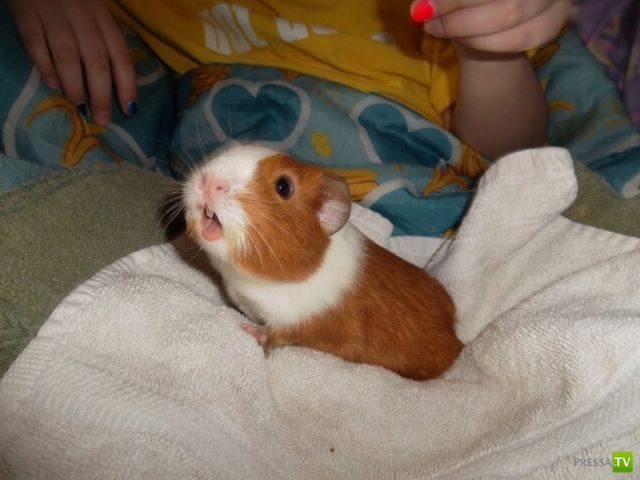 ��� �������� �������� (33 ����)