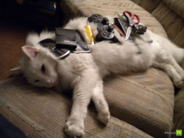 ��� �������� �������� (33 ����)