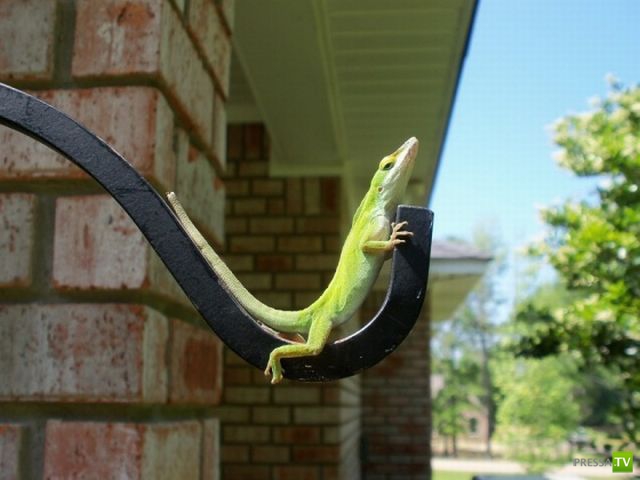 ��� �������� �������� (33 ����)