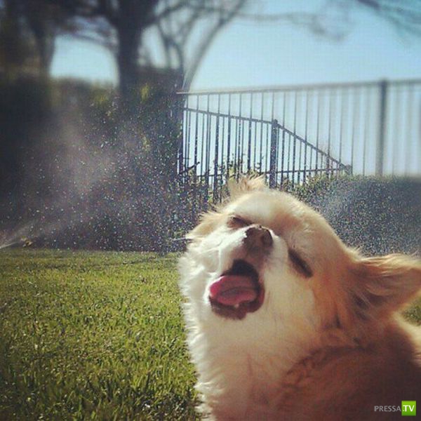 ��� �������� �������� (33 ����)