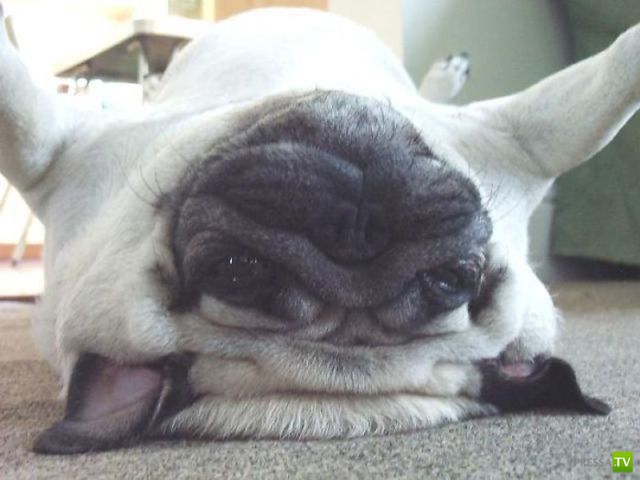 ��� �������� �������� (33 ����)