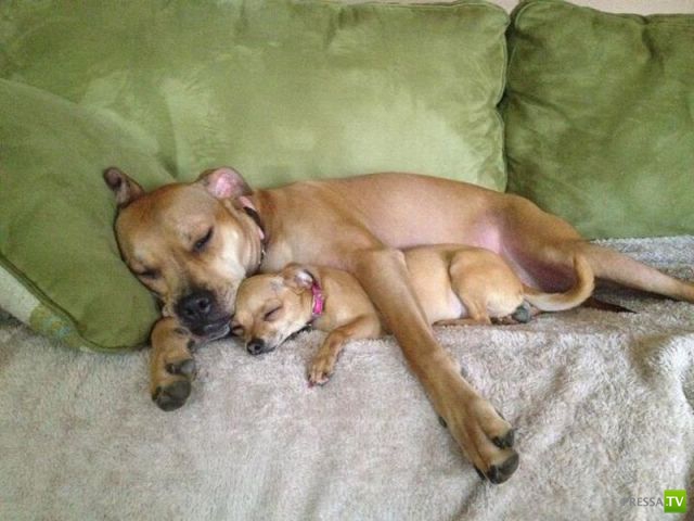 ��� �������� �������� (33 ����)