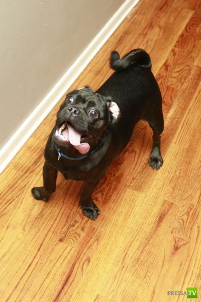 ��� �������� �������� (33 ����)