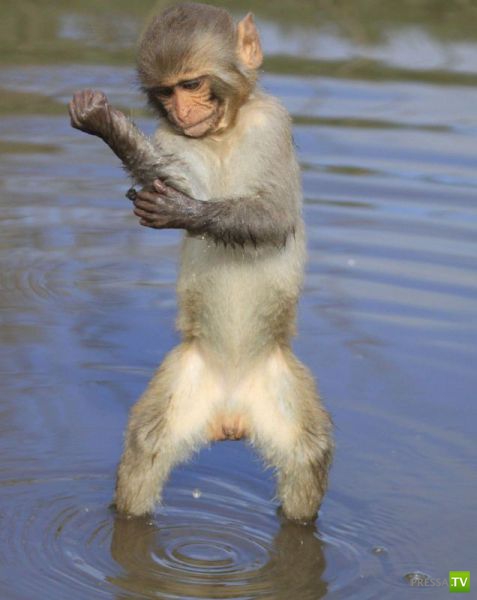 ��� �������� �������� (33 ����)