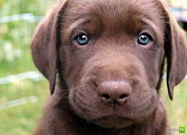 ��� �������� �������� (33 ����)