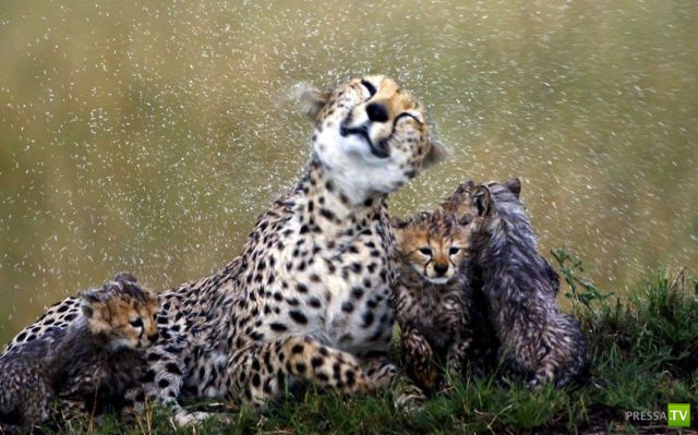 ��� �������� �������� (42 ����)