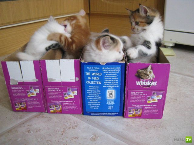 ��� �������� �������� (42 ����)