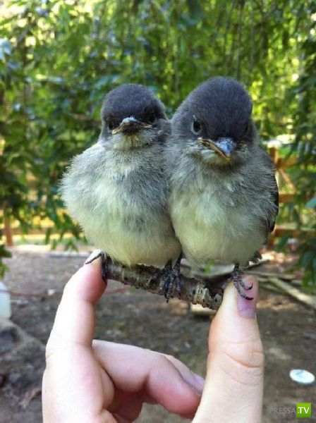 ��� �������� �������� (42 ����)