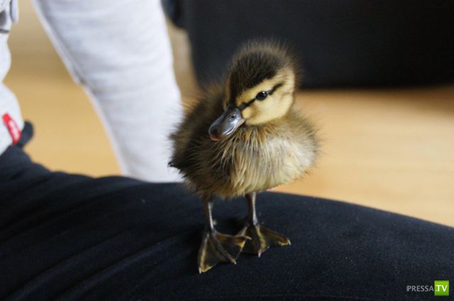 ��� �������� �������� (42 ����)