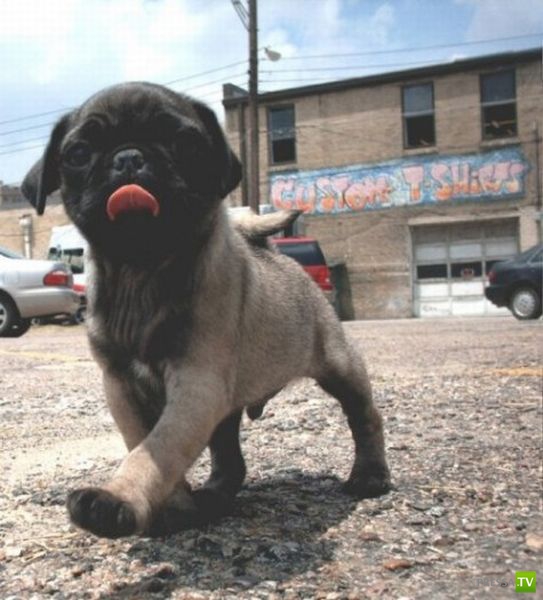 ��� �������� �������� (42 ����)