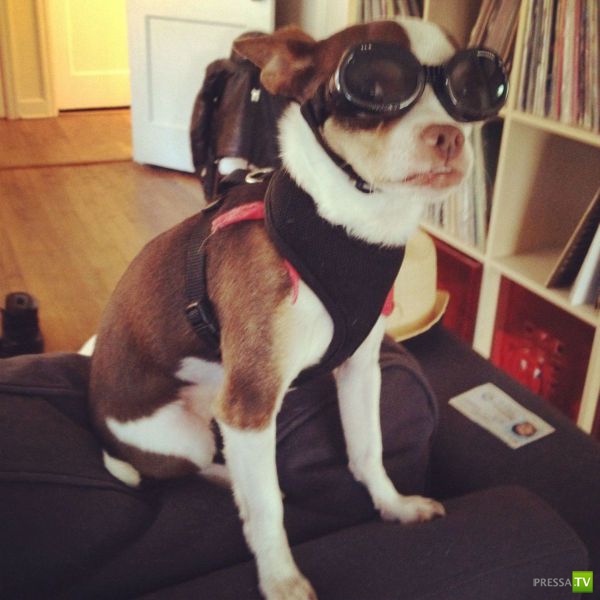 ��� �������� �������� (42 ����)