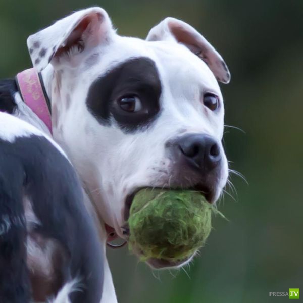 ��� �������� �������� (42 ����)